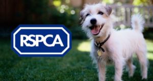 RSPCA to lay off staff at Brent Knoll animal centre as pandemic hits funds