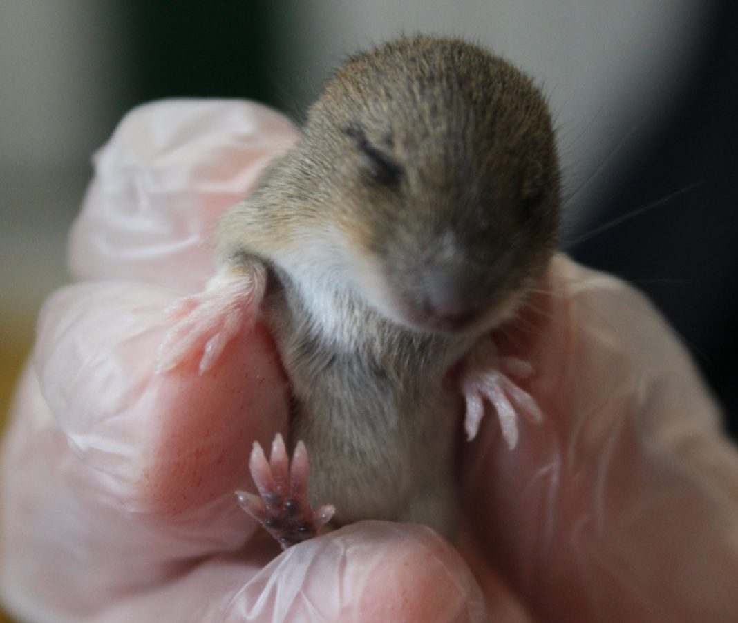 Lucky escape for tiny mouse rescued by Secret World Wildlife Rescue