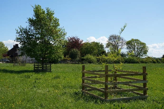 VE Day trees planted in Brent Knoll