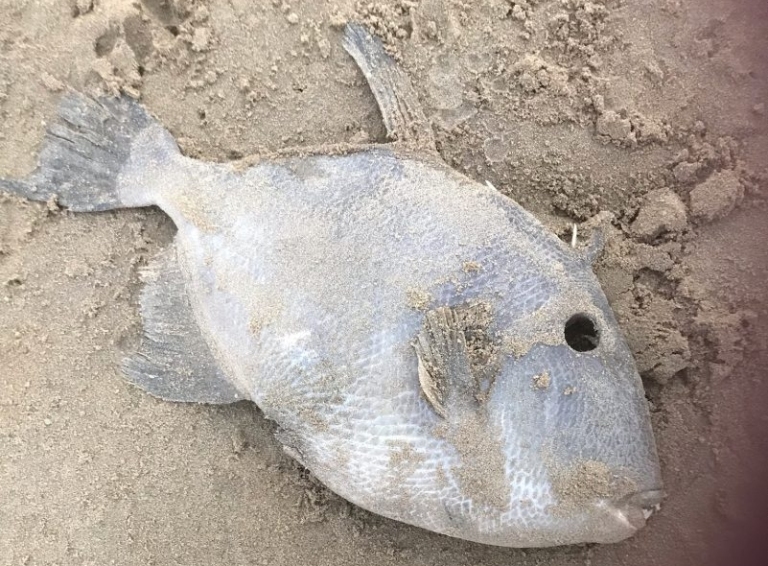 angler fish washed up