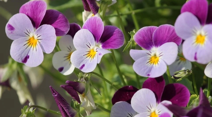 Garden flowers