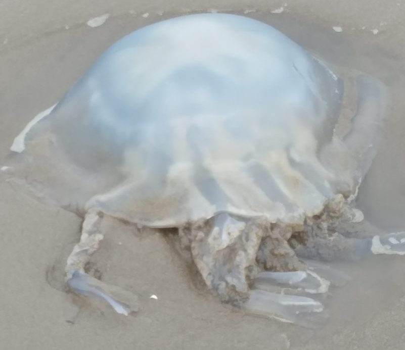 Jellyfish on Burnham-On-Sea beach