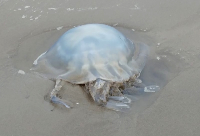 Jellyfish on Burnham-On-Sea beach