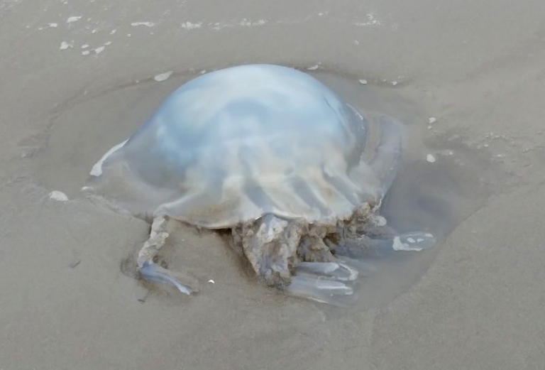 Photos Large 18inch jellyfish washed up on BurnhamOnSea beach