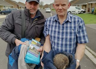 Local councillors rescue stranded hedgehog from manhole while on election trail