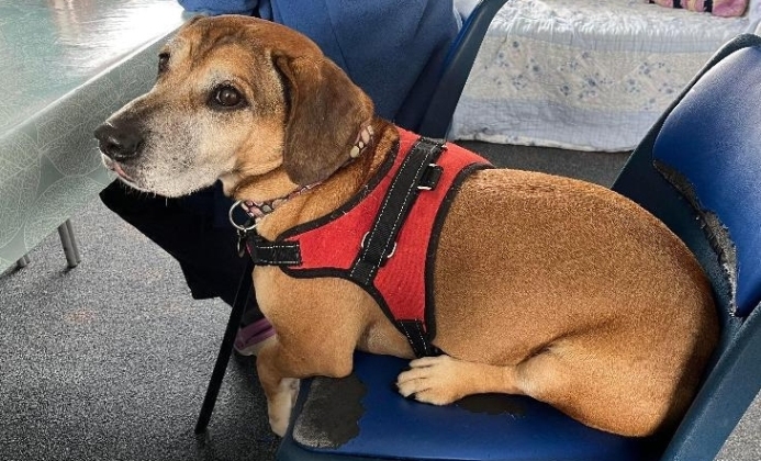 Britain's Loneliest Dog Seeks New Home After 500 Days At Brent Knoll RSPCA