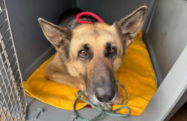 Injured German Shepherd Left Tied To Gates Outside Brent Knoll RSPCA