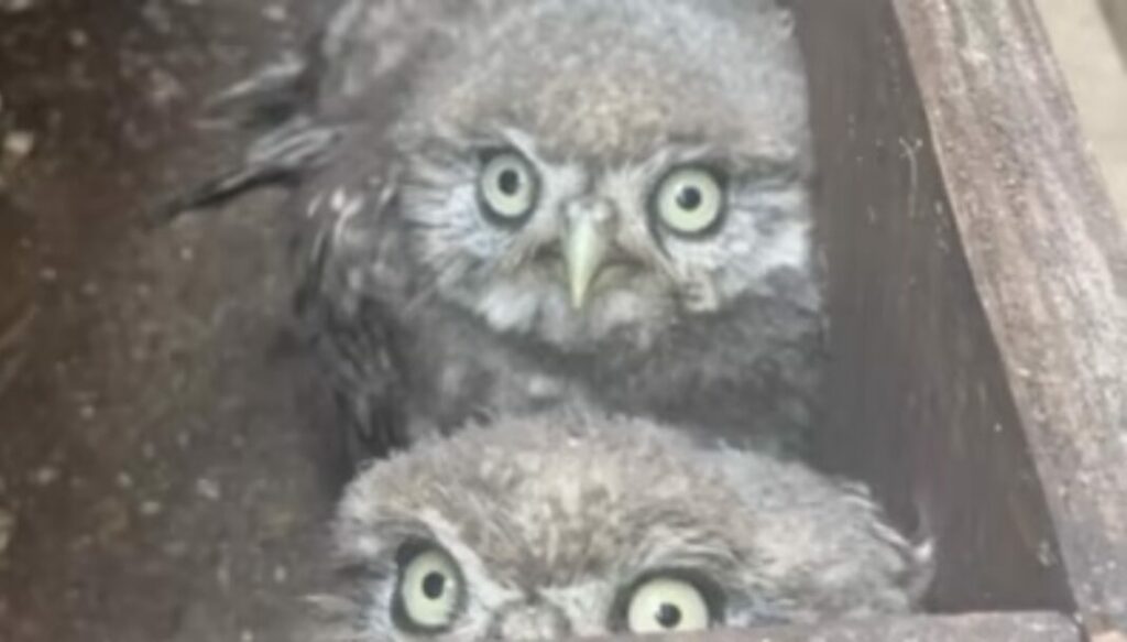 Two Baby Owls Nesting Under Glastonbury Festival Pyramid Stage Rescued