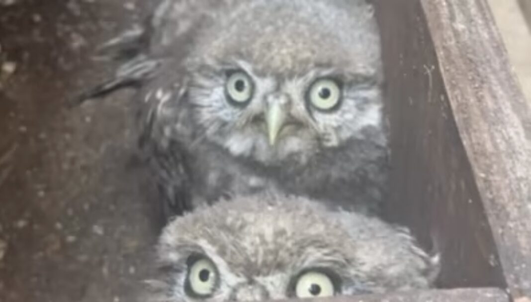 Two Baby Owls Nesting Under Glastonbury Festival Pyramid Stage Rescued