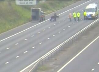 Horse on the loose brings M5 traffic to a standstill in Somerset