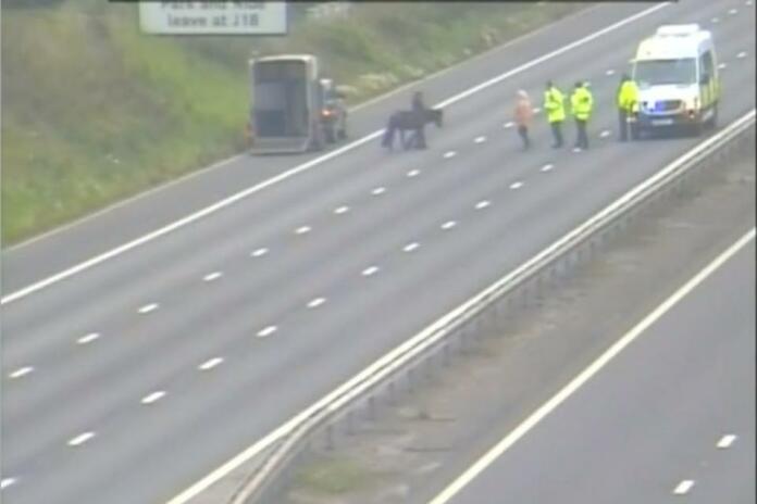 Horse on the loose brings M5 traffic to a standstill in Somerset