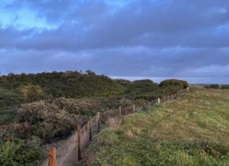 Burnham and Berrow Golf Club buckthorn clearance