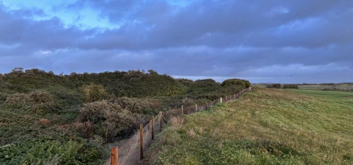 Burnham and Berrow Golf Club buckthorn clearance