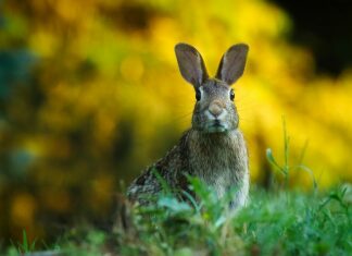 rabbit, hare, bunny