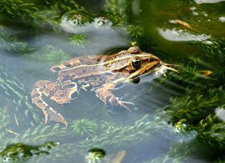 brown frog in water
