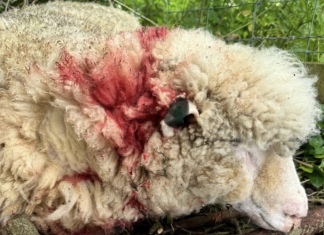 Livestock owners in East Brent near Burnham-On-Sea are appealing for the public’s help after one of their sheep with serious wounds following a dog attack.