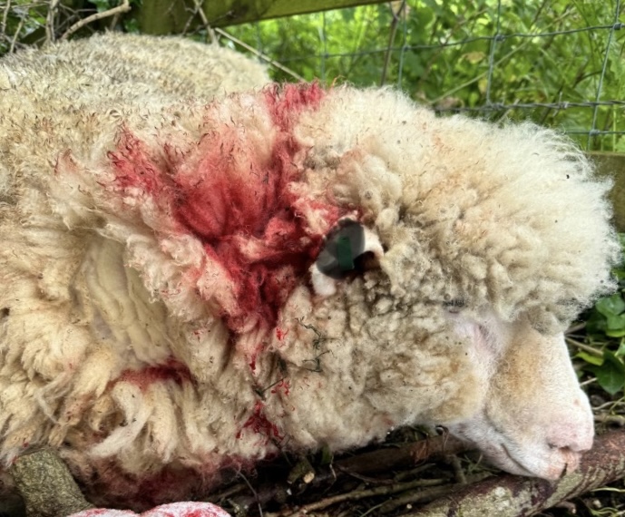 Livestock owners in East Brent near Burnham-On-Sea are appealing for the public’s help after one of their sheep with serious wounds following a dog attack.