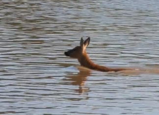 Deer filmed swimming across River Brue next to Burnham-On-Sea Sailing Club