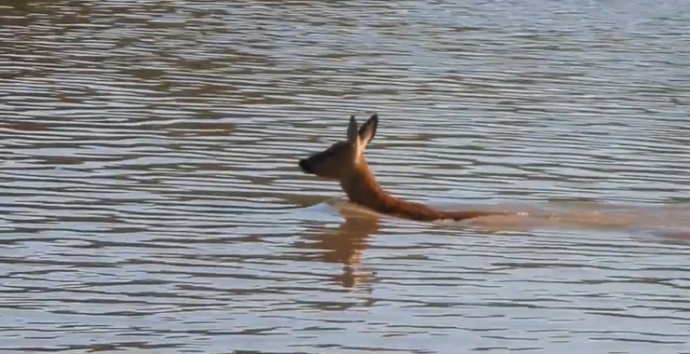 Deer filmed swimming across River Brue next to Burnham-On-Sea Sailing Club