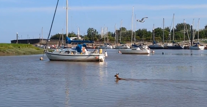 Deer filmed swimming across River Brue next to Burnham-On-Sea Sailing Club