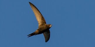 swift, european swift, black bird