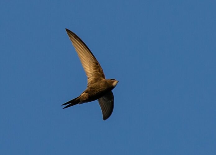 swift, european swift, black bird