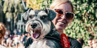 woman in red shirt carrying black and white miniature schnauzer