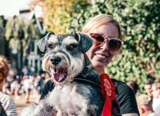 woman in red shirt carrying black and white miniature schnauzer