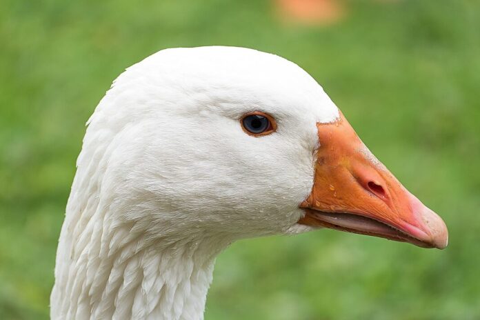 goose, bird, waterfowl